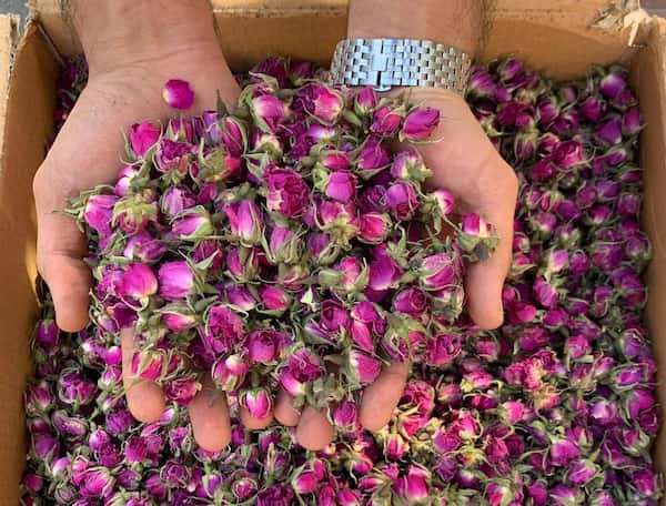 تصویر 1 از غنچه گل محمدی غنچه گل محمدی تلفیق زیبایی و عطر طبیعی